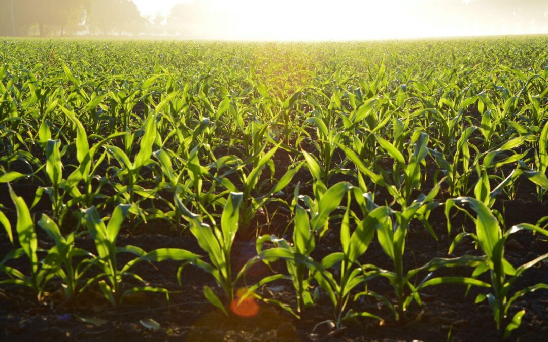 Picture of an agricultural farm.